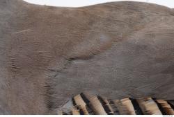 Photo Textures of Animal Skin